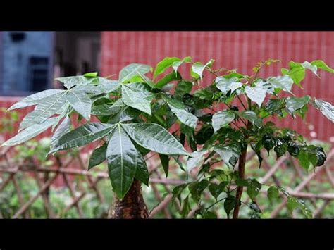 店門口植物|10種旺財門口植物